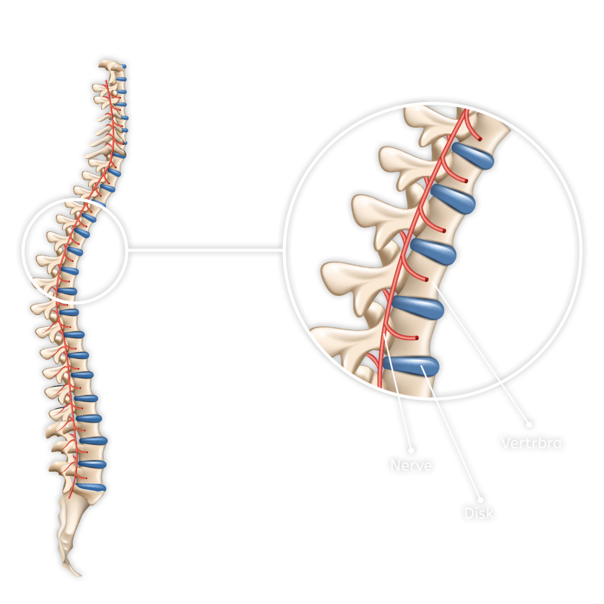 Spinal Anatomy. Spine. Spine игра. Spine Cutting NT н2з41.